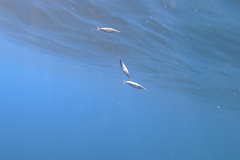 Macroramphosus gracilis