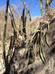 Agave vilmoriniana