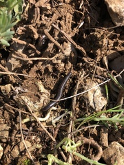 Ommatoiulus sabulosus aimatopodus