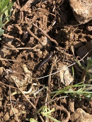 Ommatoiulus sabulosus aimatopodus