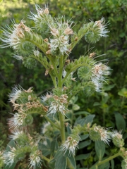 Phacelia heterophylla