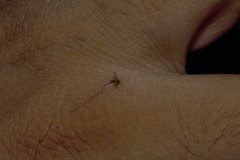 Phlebotominae
