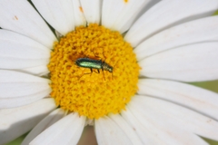 Psilothrix illustris