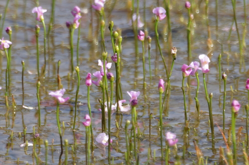 Image of Utricularia resupinata by (c) Kim, some rights reserved (CC BY)