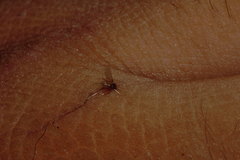 Phlebotominae