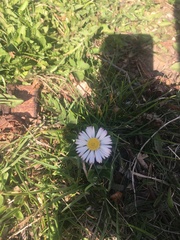 Bellis perennis