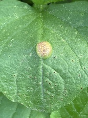 Puccinia lapsanae
