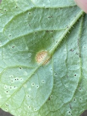 Puccinia lapsanae