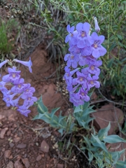 Penstemon secundiflorus