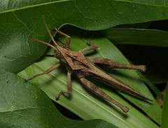 Xyleus discoideus angulatus