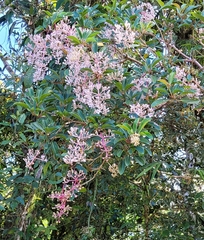 Medinilla pendula