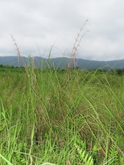 Cladium mariscus mariscus