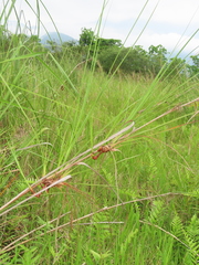 Cladium mariscus mariscus
