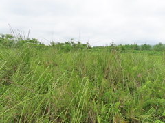 Cladium mariscus mariscus