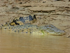 Estuarine Crocodile photo 4