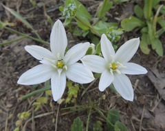 Ornithogalum orthophyllum