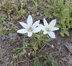 Ornithogalum orthophyllum