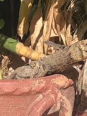 Anolis sagrei