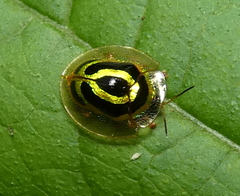 Coptocycla arcuata