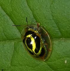 Coptocycla arcuata