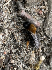 Andrena clarkella