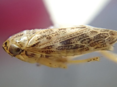 Euscelidius variegatus