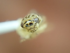 Euscelidius variegatus