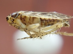 Euscelidius variegatus