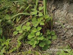 Peucedanum japonicum