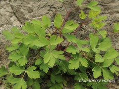 Peucedanum japonicum