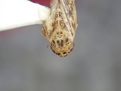 Euscelidius variegatus