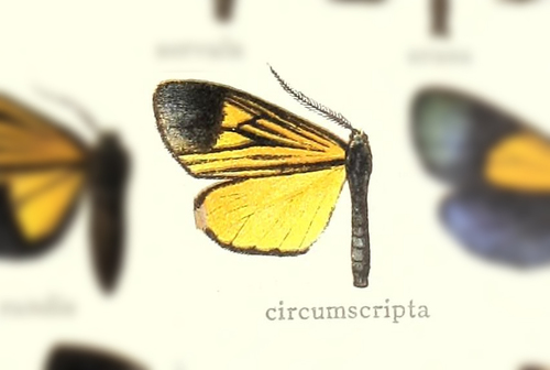 Scea circumscripta