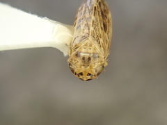 Euscelidius variegatus