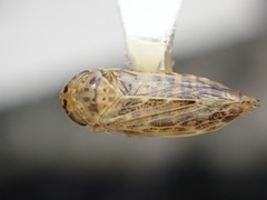 Euscelidius variegatus
