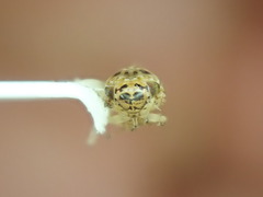 Euscelidius variegatus