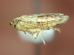 Euscelidius variegatus