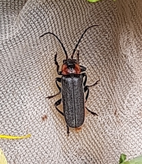 Cantharis reichei