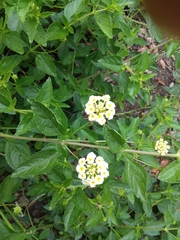 Lantana depressa