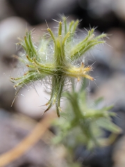 Cryptantha nevadensis