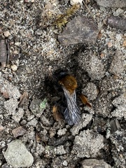 Andrena clarkella