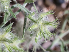Cryptantha nevadensis