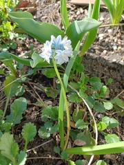 Puschkinia scilloides