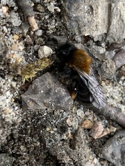 Andrena clarkella