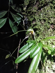 Masdevallia picturata