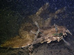 Orectolobus parvimaculatus