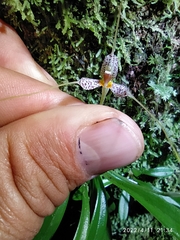 Masdevallia picturata