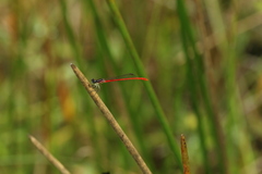 Agriocnemis victoria