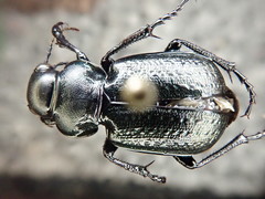 Calosoma cancellatum