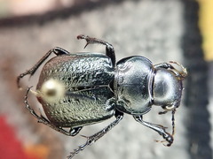 Calosoma cancellatum