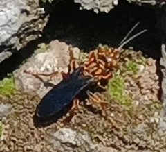 Liris aurulentus